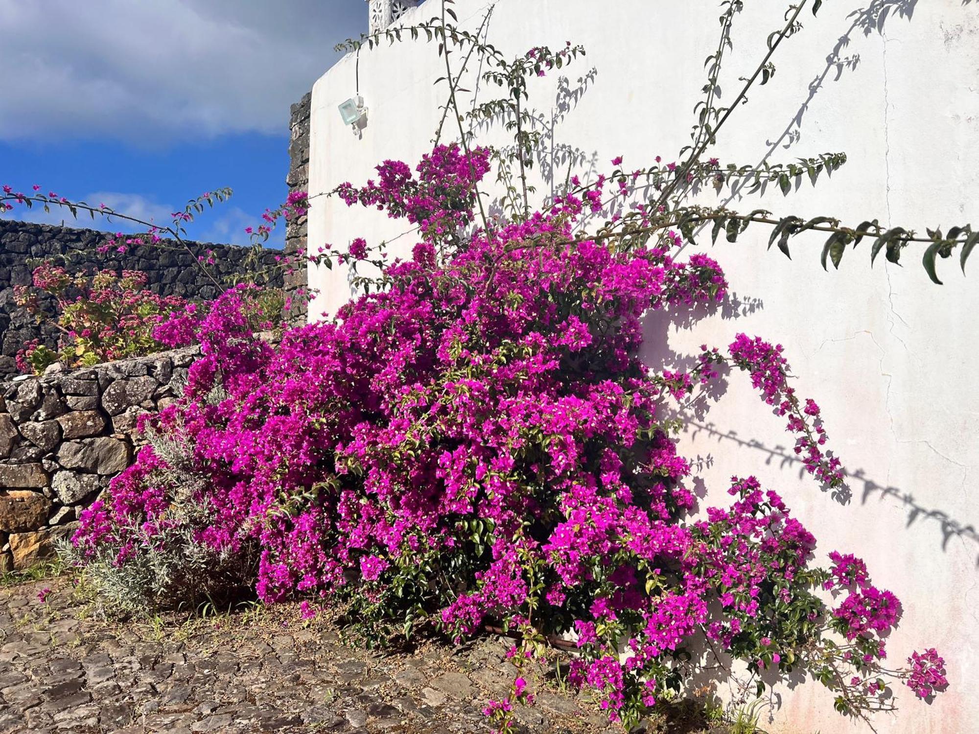 Casa Do Becco Βίλα Angra do Heroísmo Εξωτερικό φωτογραφία